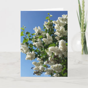 Tarjeta Syringa, Árbol de flores de lámina blanca