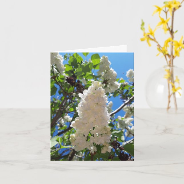 Tarjeta Syringa, Árbol de flores de lámina blanca (flor amarilla)