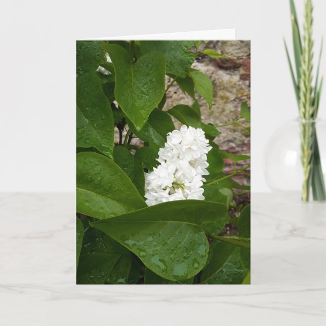 Tarjeta Syringa, Flor blanca de Lilac con gota de lluvia (Anverso)