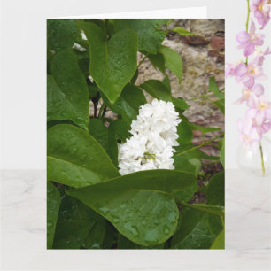 Tarjeta Syringa, Flor blanca de Lilac con gotas de lluvia