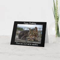 Tabby cat listo para la acción