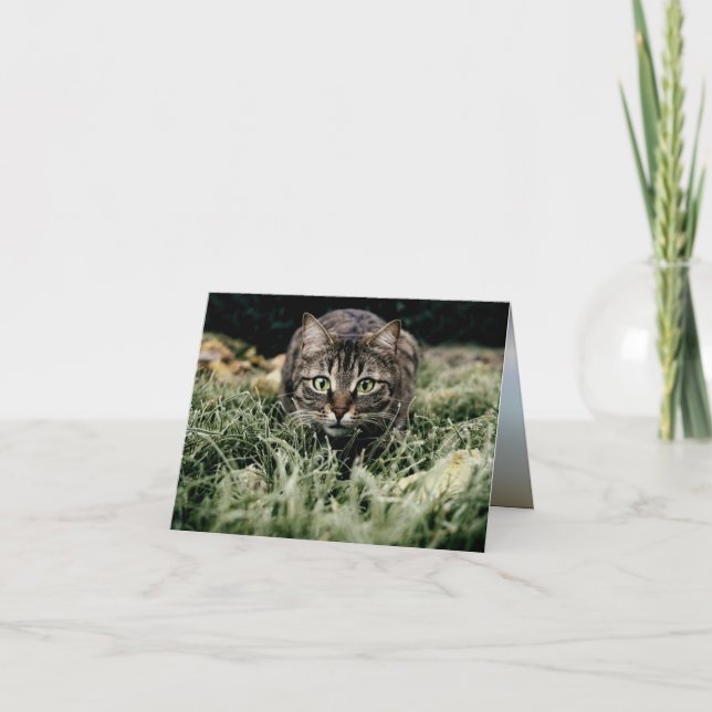 Tarjeta Tabby el gato doméstico (Anverso)