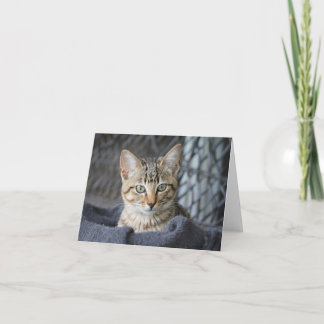 Tarjeta Tabby Kitten