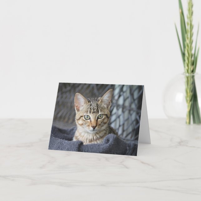 Tarjeta Tabby Kitten (Anverso)