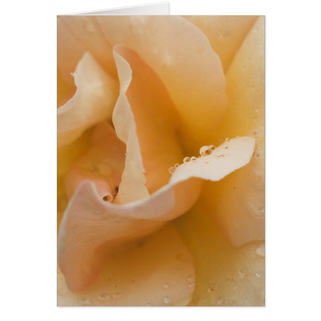 Tarjeta táctil suave de Grace (Frente)