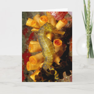 Tarjeta Tailandia, caballito de mar de cerca