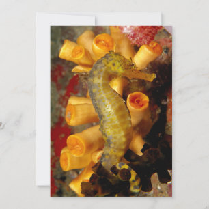 Tarjeta Tailandia, caballito de mar de cerca