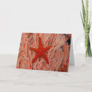 Tarjeta Tailandia, Estrella de Mar
