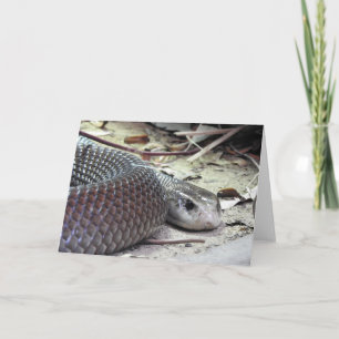 Tarjeta Taipan costero