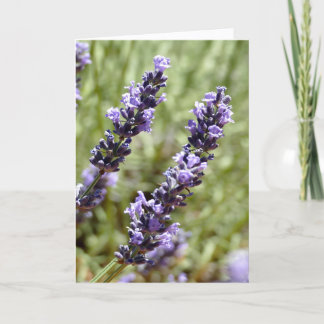 Tarjeta Tallos de lavanda, Provenza, Francia -