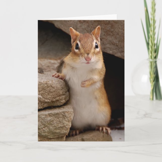 Tarjeta Tan curioso chipmunk (Anverso)