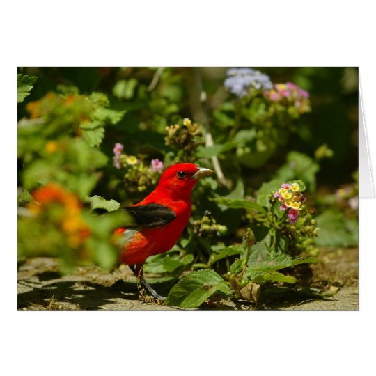 Tarjeta Tanager de escarlata