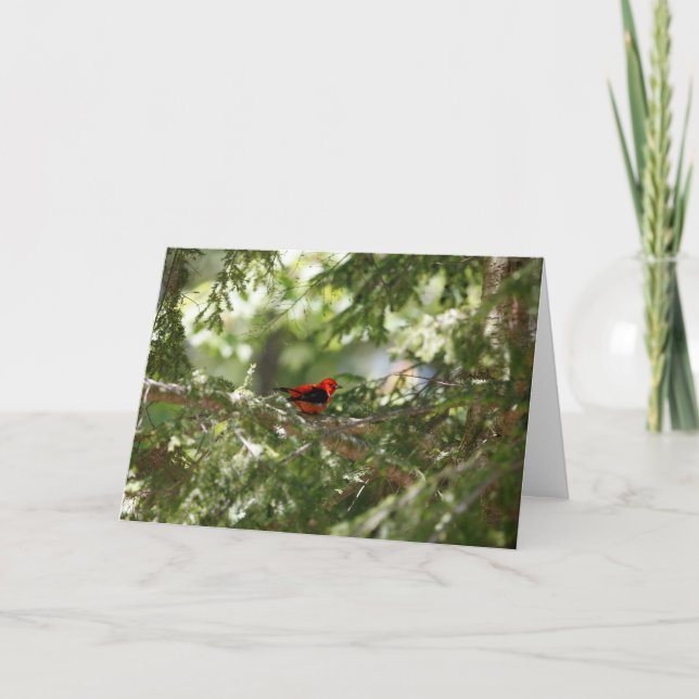 Tarjeta Tanger de escarlata (Anverso)