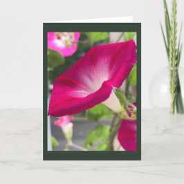 Tarjeta Tarde de Gloria de la Mañana Rojo Rubí en Blanco 