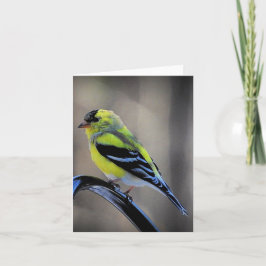 Tarjeta Tarde en la tarde Goldfinch en blanco adentro