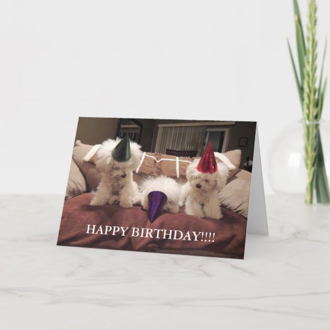 Tarjeta ¡Tarjeta de cumpleaños de Bichon Frise!! (Anverso)