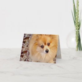 Tarjeta | Tarjeta de cumpleaños de Pomerania