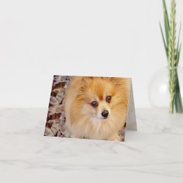 Tarjeta | Tarjeta de cumpleaños de Pomerania