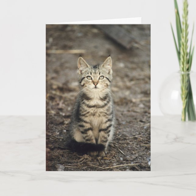 Tarjeta "Tarjeta de felicitación animal de la foto del (Anverso)