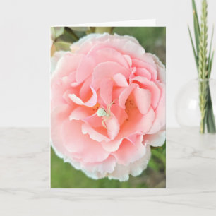 Tarjeta Tarjeta. Diseño "Araña Blanca Rosa Rosa". Fotograf