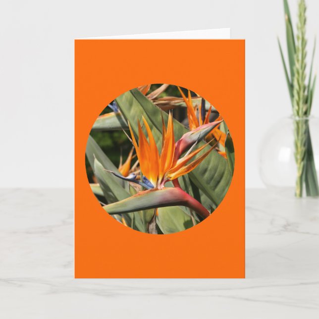 Tarjeta Tarjeta, "Pájaro de flores de paraíso en círculo" (Anverso)