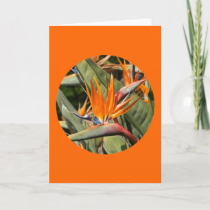 Tarjeta Tarjeta, "Pájaro de flores de paraíso en círculo"