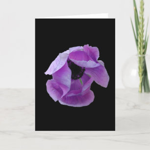 Tarjeta Tarjeta, una amapola púrpura perfecta # 1