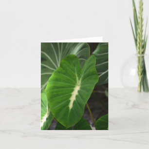 Tarjeta Taro plant notecard