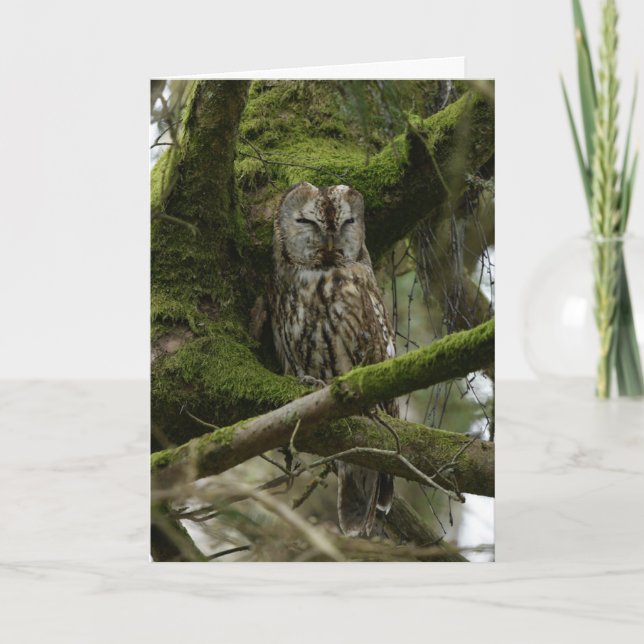 Tarjeta Tawny Owl (Anverso)