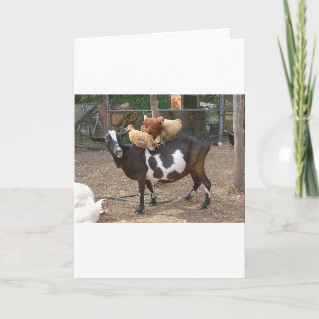 Tarjeta Taxi de la cabra (Anverso)