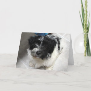 Tarjeta Te echo de menos - Havanese Puppy