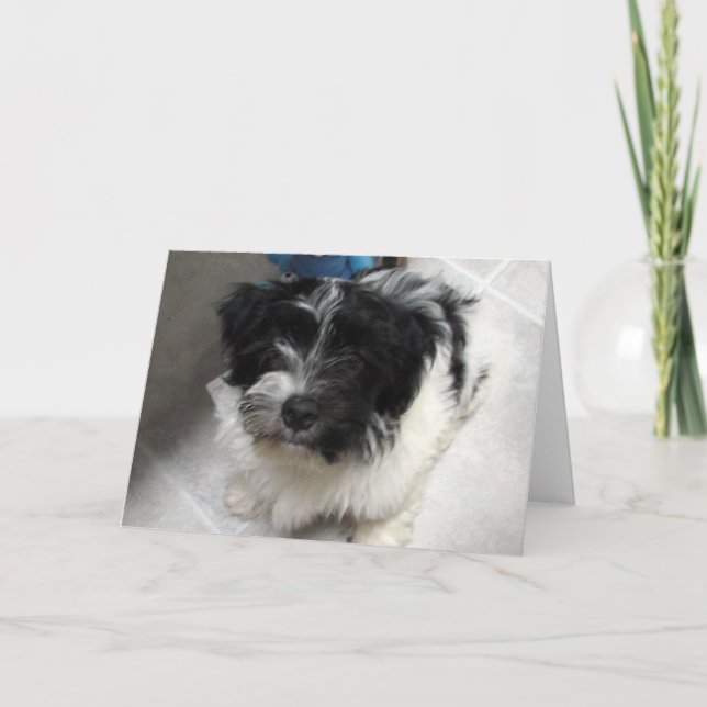 Tarjeta Te echo de menos - Havanese Puppy (Anverso)