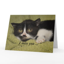 Te Extraño, Shy Tuxedo Kitten Card