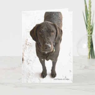 Tarjeta Te falta Chocolate Labrador Fotografía de perro