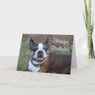 Tarjeta Terrier Brindle y blanco de Boston