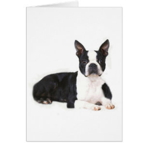 Tarjeta Terrier de Boston