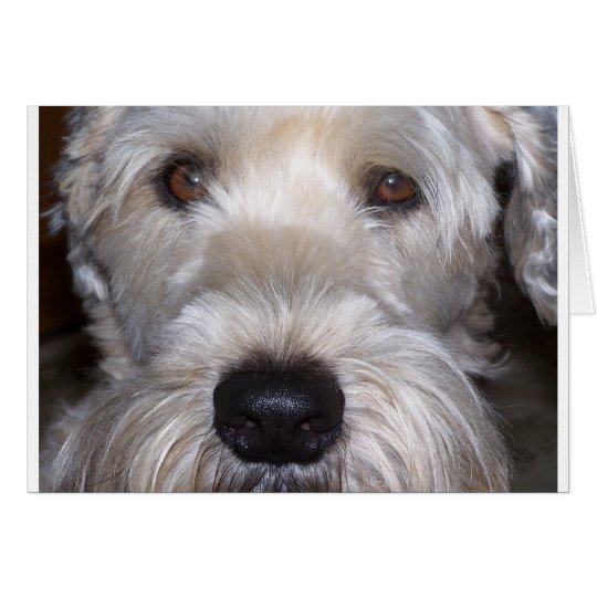 Tarjeta Terrier de trigo suavemente revestido