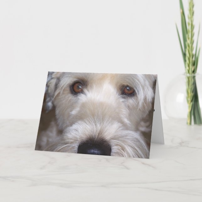 Tarjeta Terrier de trigo suavemente revestido (Anverso)