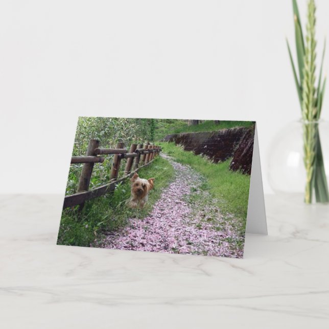 Tarjeta Terrier de Yorkshire (Anverso)