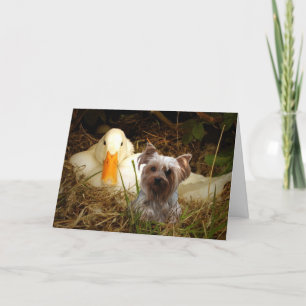 Tarjeta Terrier de Yorkshire con pato