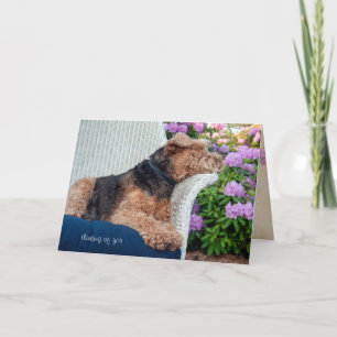 Tarjeta Terrier galés en cumpleaños de la silla de mimbre