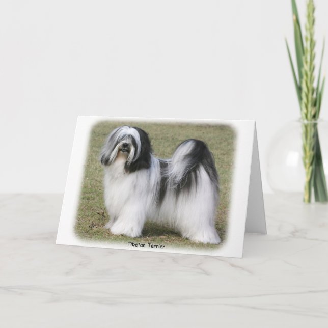 Tarjeta Terrier tibetano (Anverso)