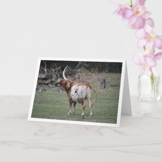 Tarjeta Texas Longhorn Cattle (Orquídea)