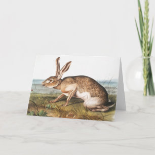 Tarjeta Texian Hare (Lepus Texianus) Ilustracion de conejo