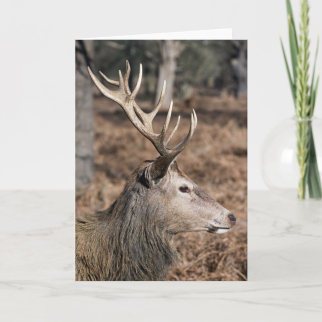 Tarjeta The King's Deer of Richmond Park, Londres, Reino U (Anverso)