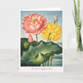 Tarjeta The Sacred Egyptian Bean — Modern Botanical