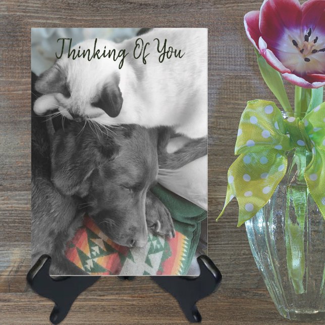 Tarjeta Thinking Of You Cute Kitten On Labrador's Head (Subido por el creador)