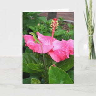 Tarjeta Thinking of You Tropical Pink Hibiscus Lizard