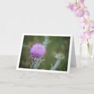 Tarjeta Thistle de algodón, planta de Onopordum