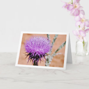 Tarjeta Thistle de algodón, planta de Onopordum